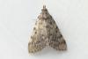 Aglossa pinguinalis